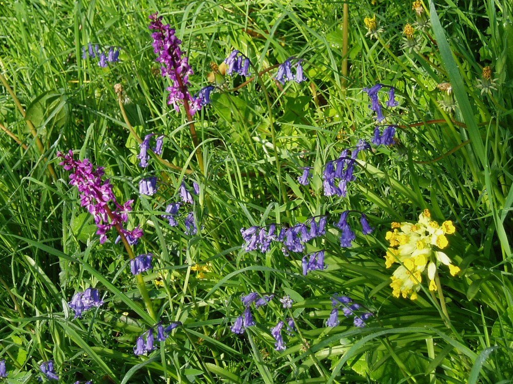 Spring flowers in Normandy