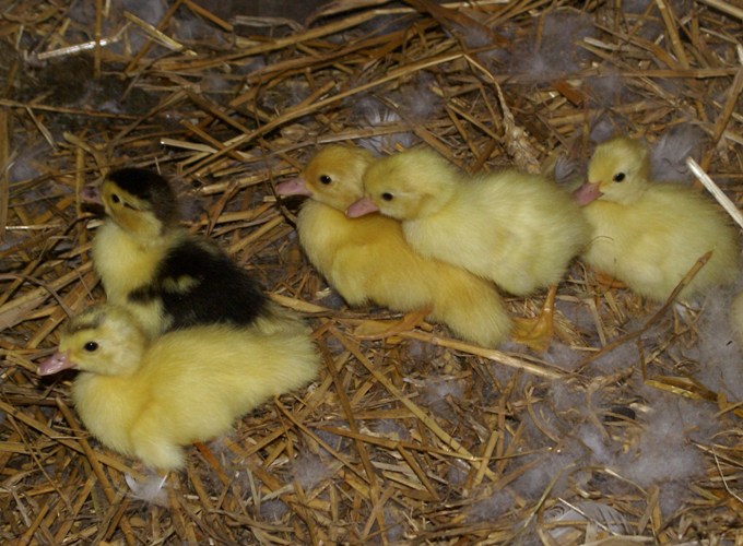 Ducklings at Eco-Gites of Lenault, Normandy, France