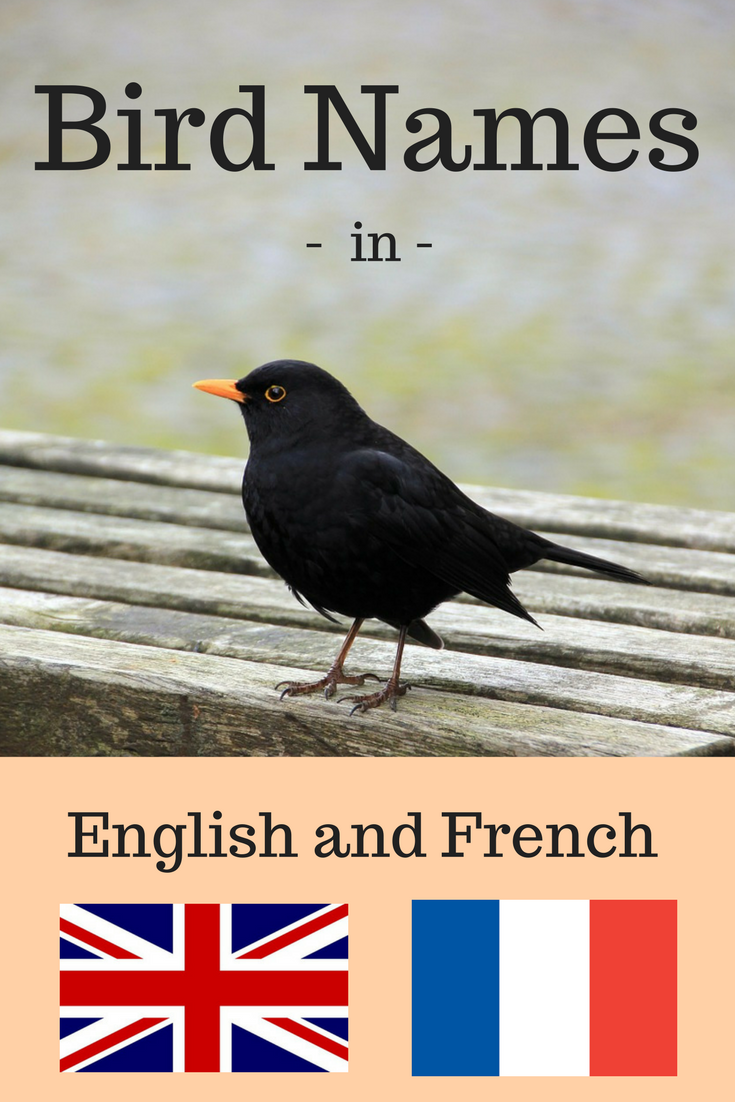 Bird names in English and French