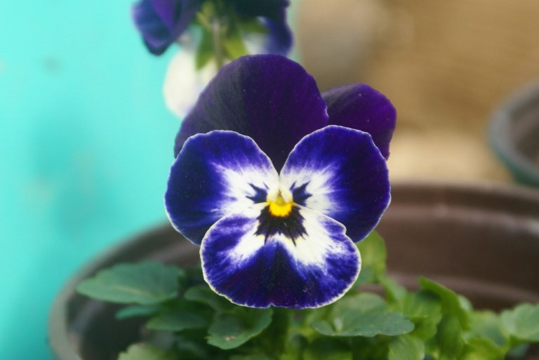 Viola in flower in the polytunnel at Eco-Gites of Lenault