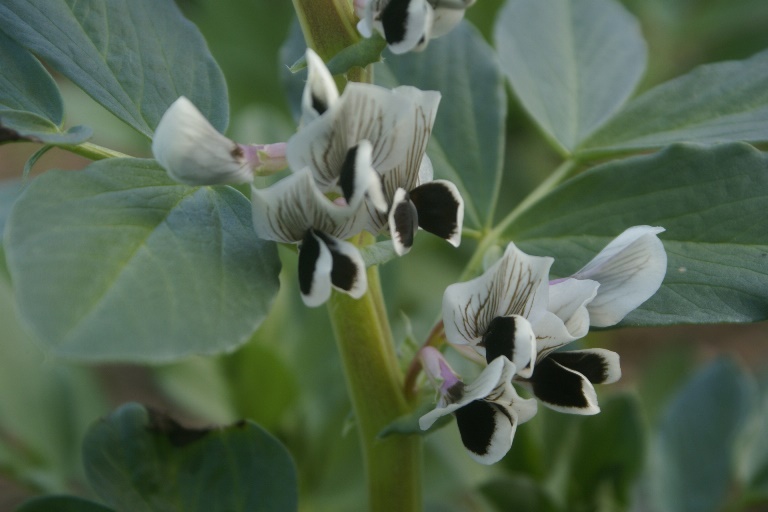 Broad bean flowers