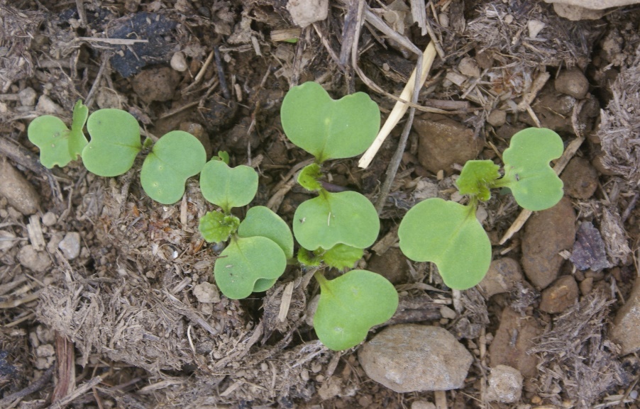 Turnip seedlings
