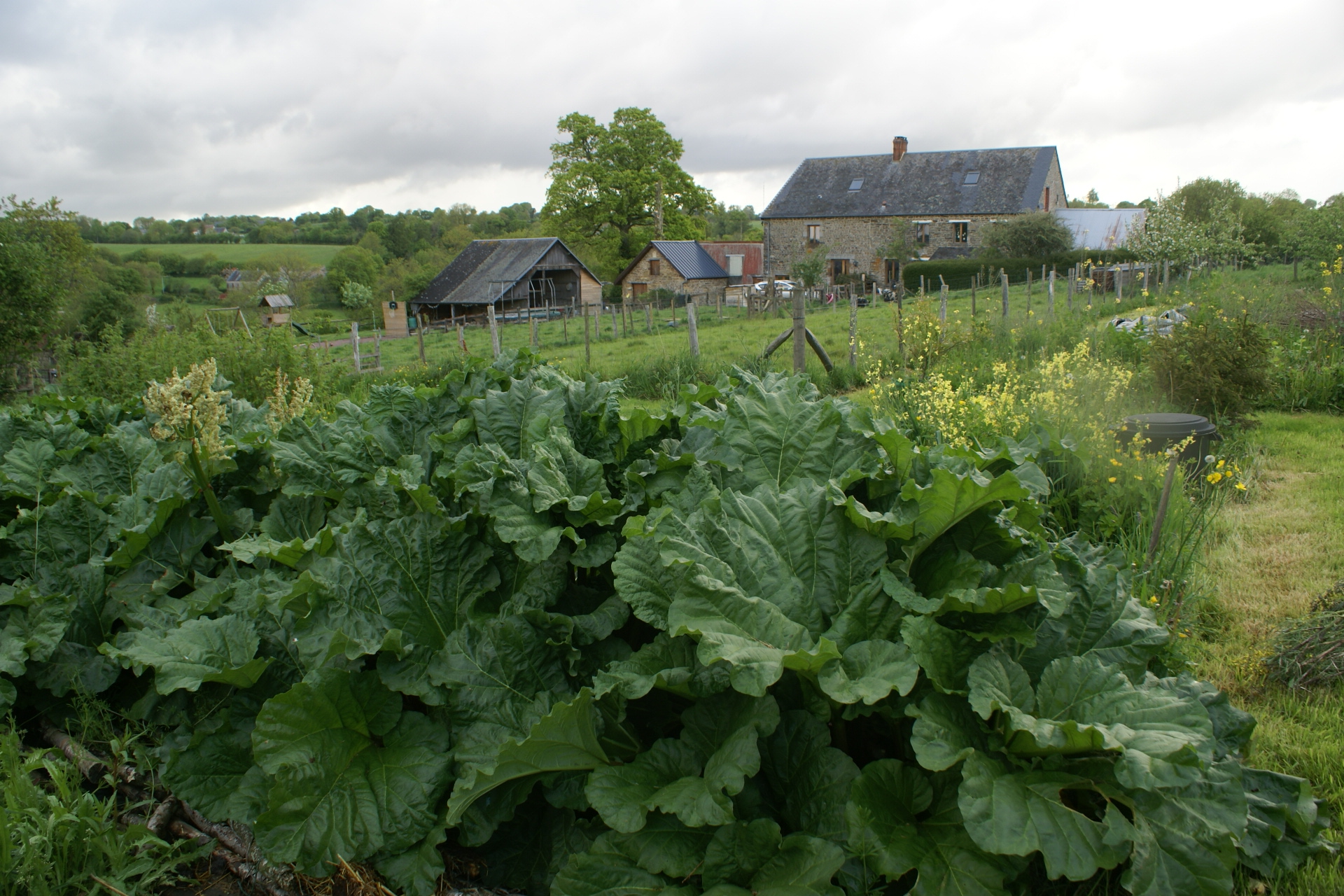 Rhubarb at Eco-Gites of Lenault, a 5 person gite in Normandy.