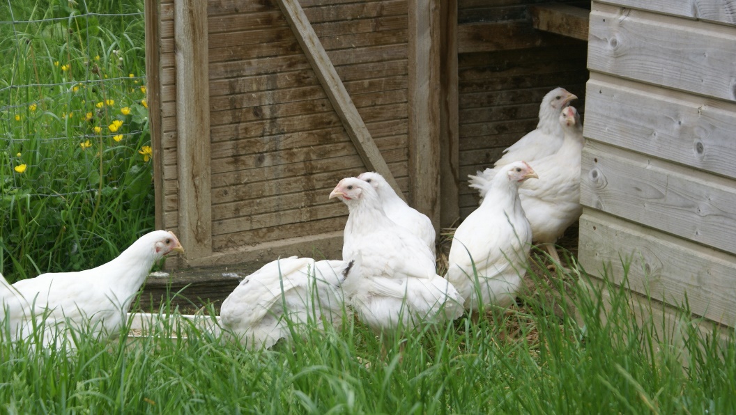 New Chicks at Eco-Gites of Lenault in Norandy, France