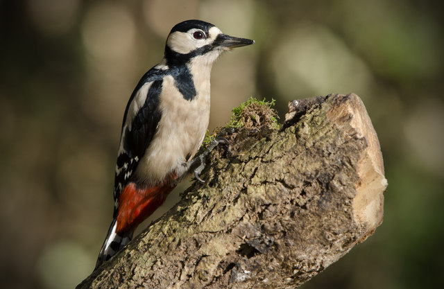 Greater spotted woodpeckers