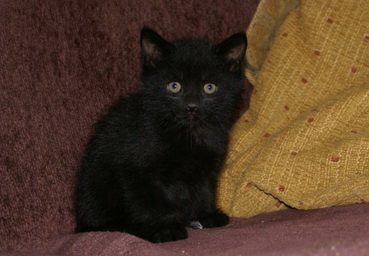 A new kitten at Eco-Gites of Lenault, Normandy, France