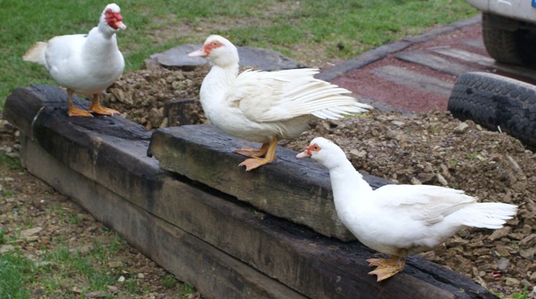 Ducks at Eco-Gites of Lenault