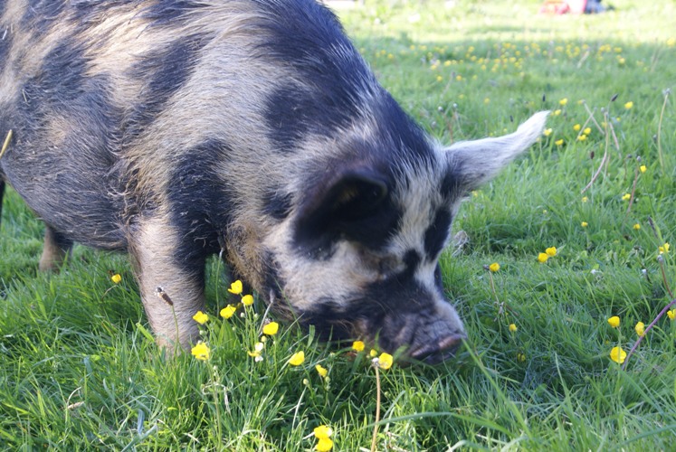 One of the pigs at Eco-Gites of Lenault enjoying spring grass