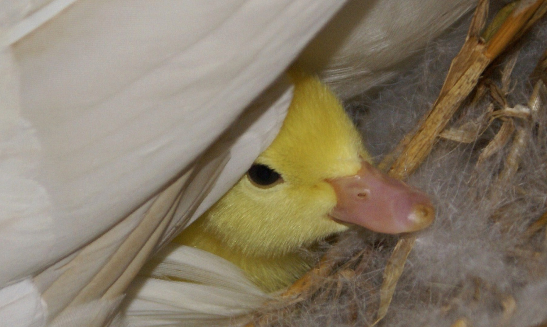 Duckling at Eco-Gites of Lenault
