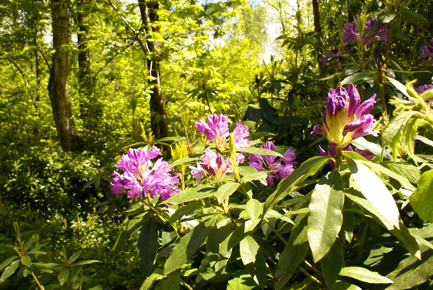 Rhododendrons at Cerisy Belle Etoile Country Park, Normandy