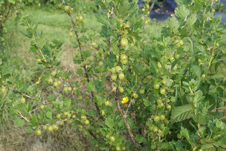 Gooseberries at Eco-Gites of Lenault, a 5 person gite in Normandy.