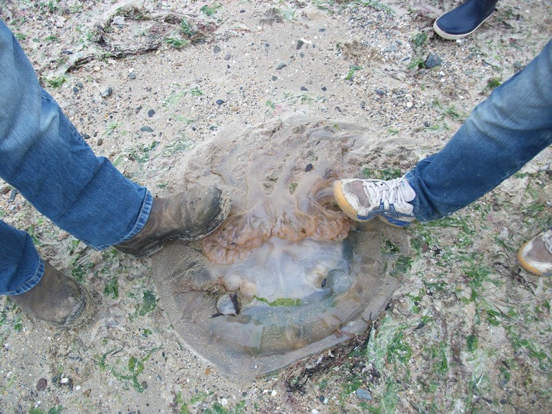A giant jelly fish on the Normandy Coast at Again-Coutainville