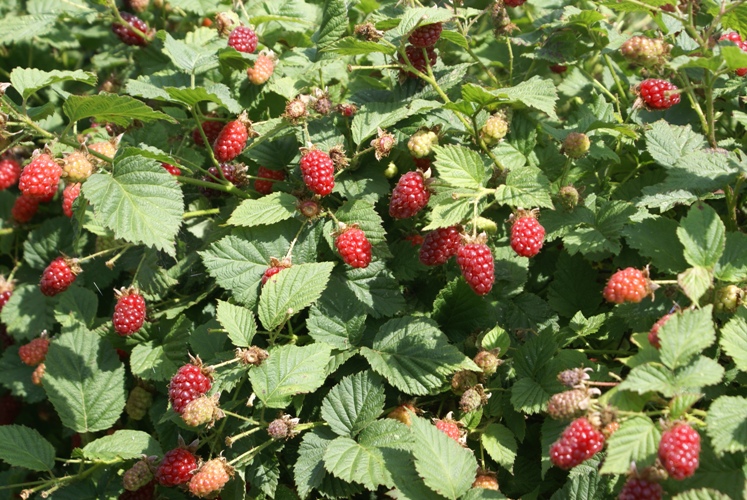 Tayberries at Eco-Gites of Lenault, Normandy, France