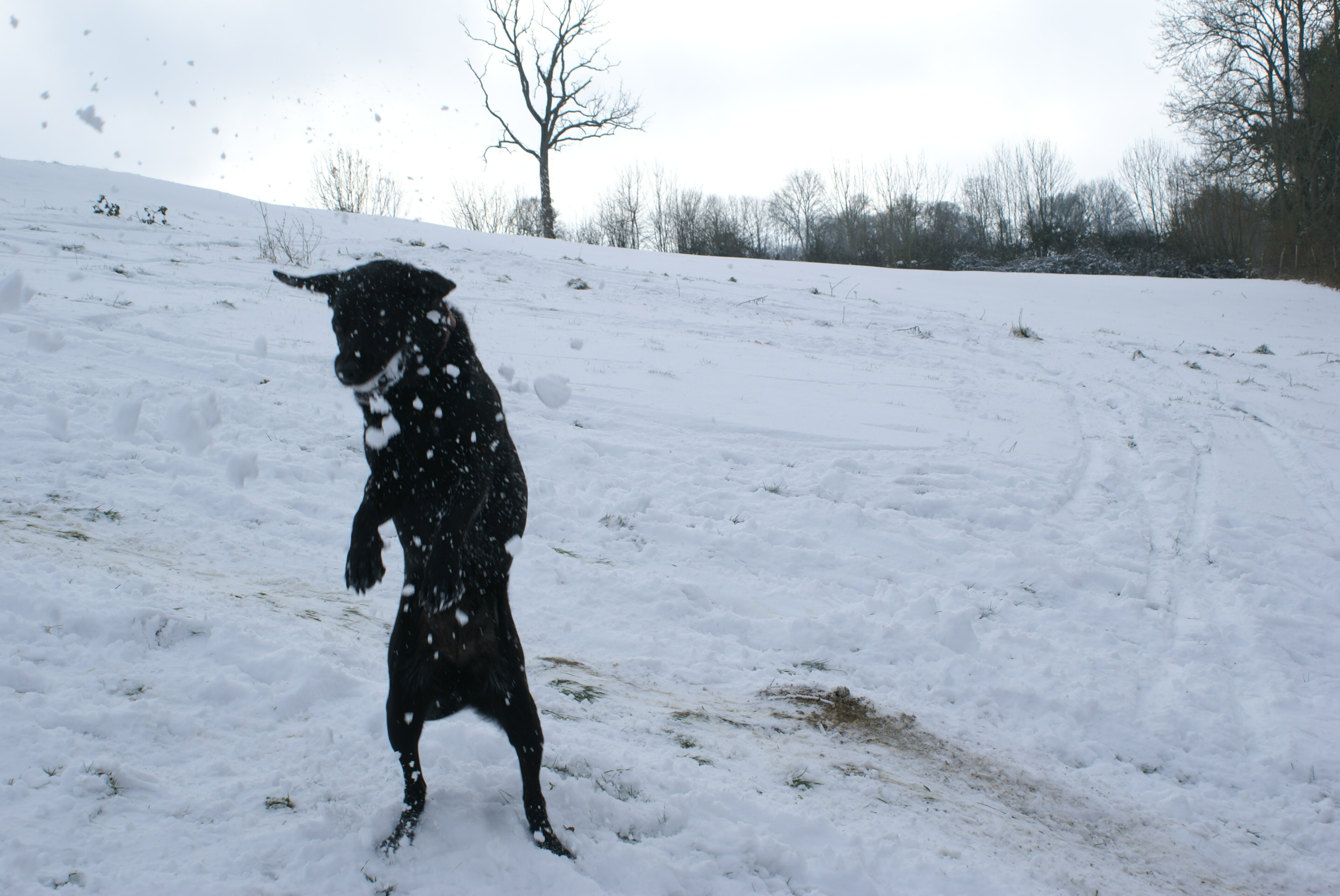 Dog catching a snowball