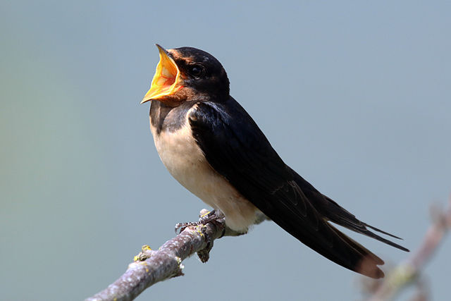 Swallow singing