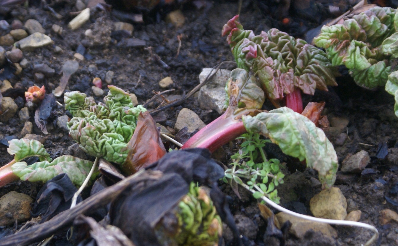 Young rhubarb at Eco-Gites of Lenault, Normandy, France