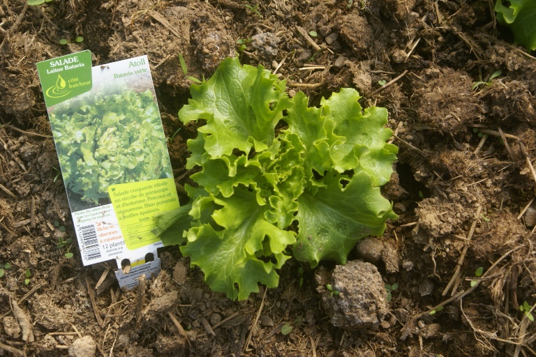 Early lettuce in the polytunnel