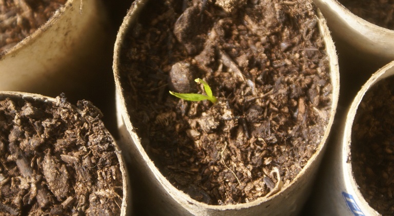 Parsnip seedling