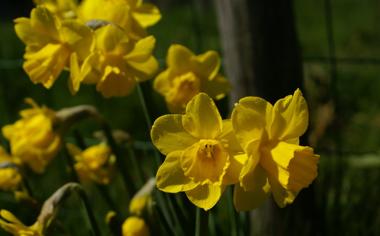 Daffodils in Normandy