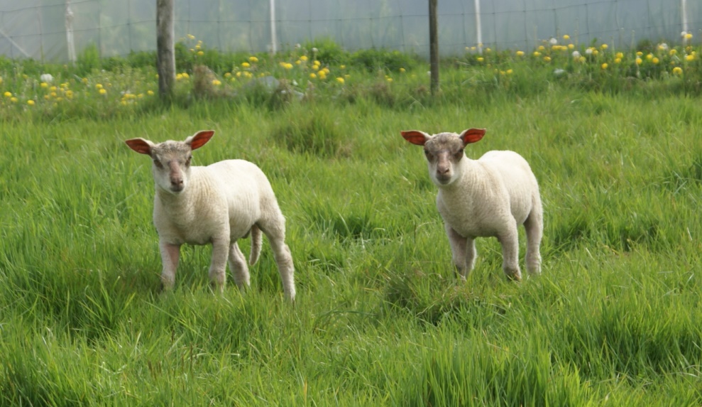 Our lambs at Eco-Gites of Lenault