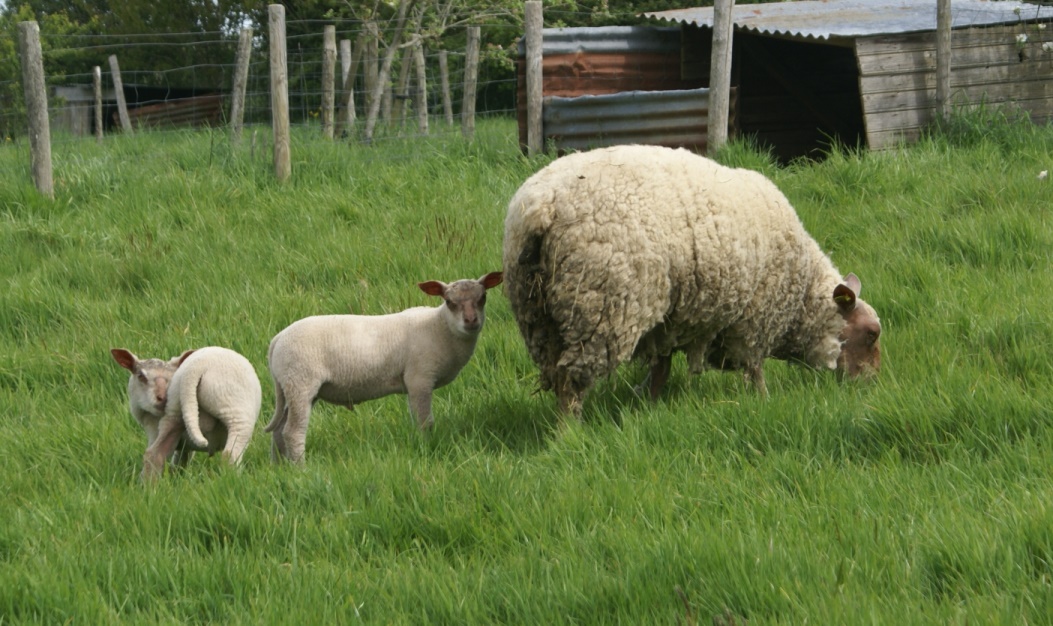 Our sheep at Eco-Gites of Lenault