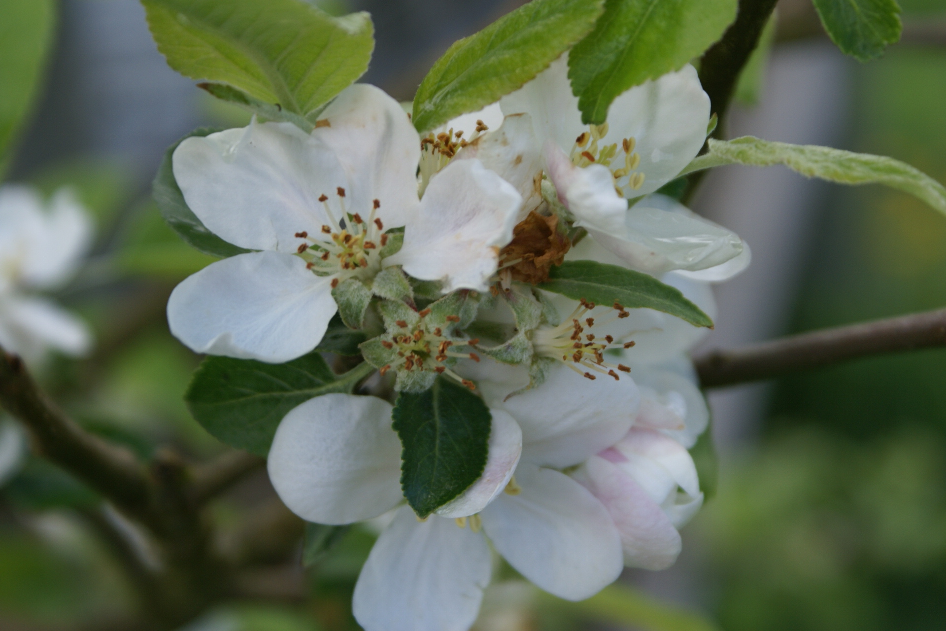 Apple blossom at Eco-Gites of Lenault, a 5 person gite in Normandy.