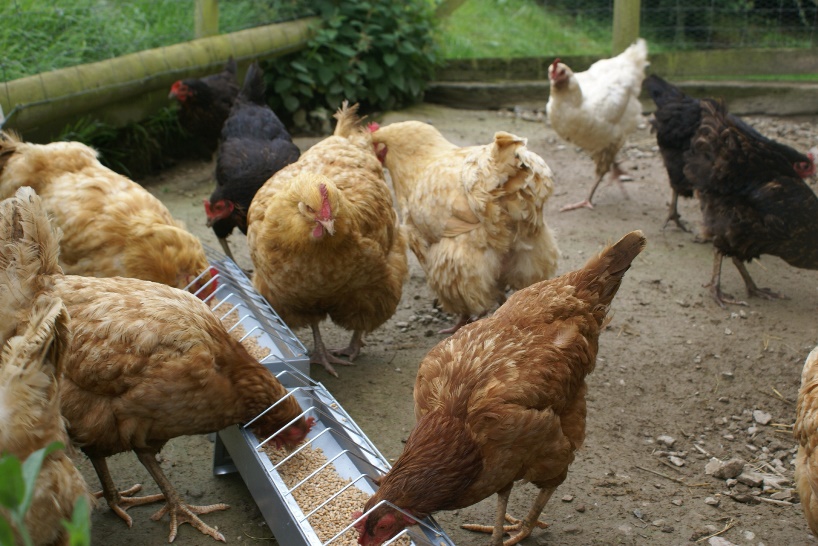 New hen feeders at Eco-Gites of Lenault, Normandy, France