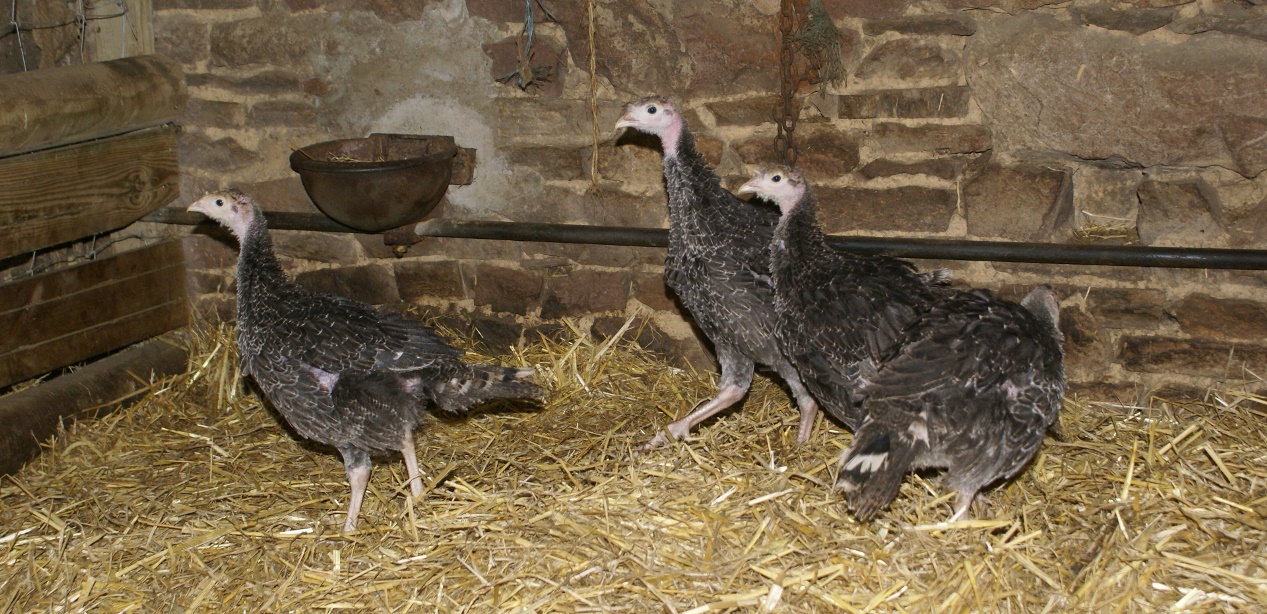 Turkeys at Eco-Gites of Lenault, Normandy, France