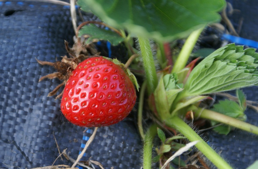 First strawberry of the year at Eco-Gites of Lenault, Normandy, France