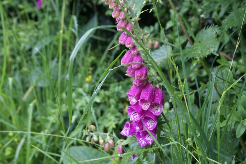 Foxglove at tEco-GItes of Lenault, a holiday cttage in Normandy, France