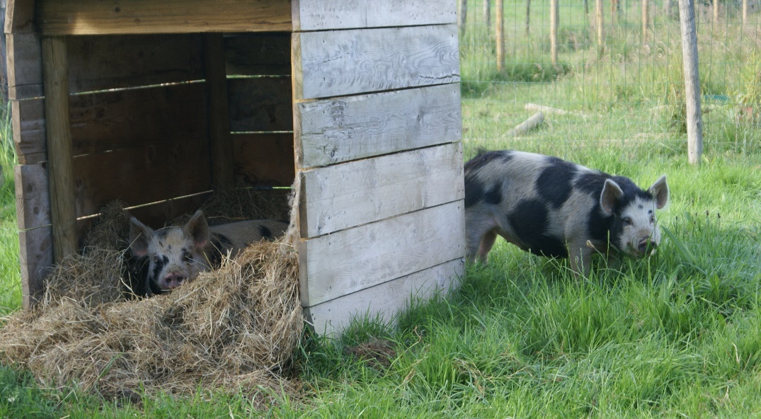 Naughty piglets at Eco-Gites of Lenault, a holiday cottage in Normandy
