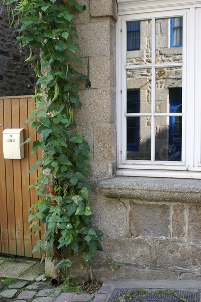 Runner beans in Dinan, Brittany