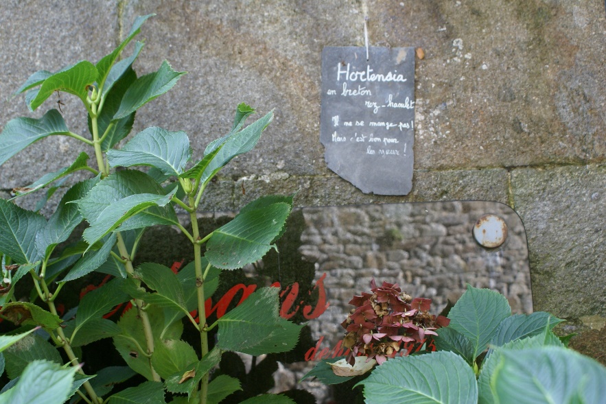 Plant labels in Dinan, Brittany