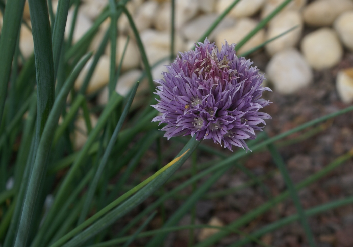 Chive flower