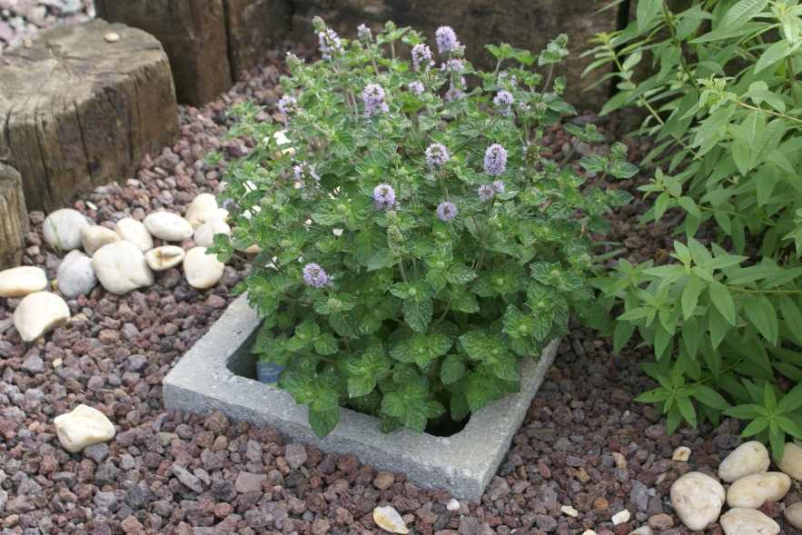 Mint in a container