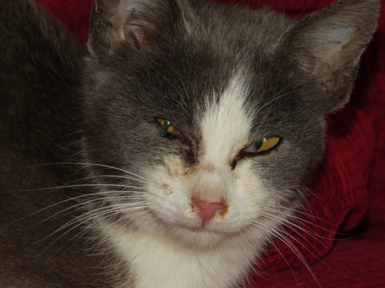 Moo - the cat who came to live at Eco-Gites of Lenault