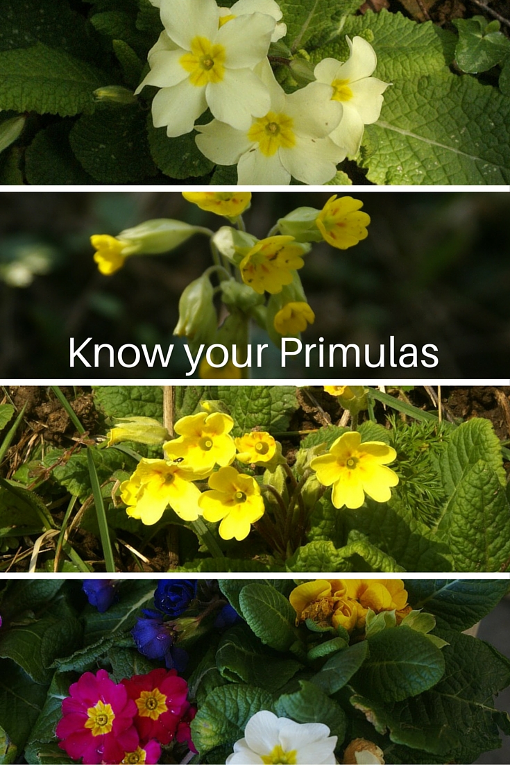 Primula species
