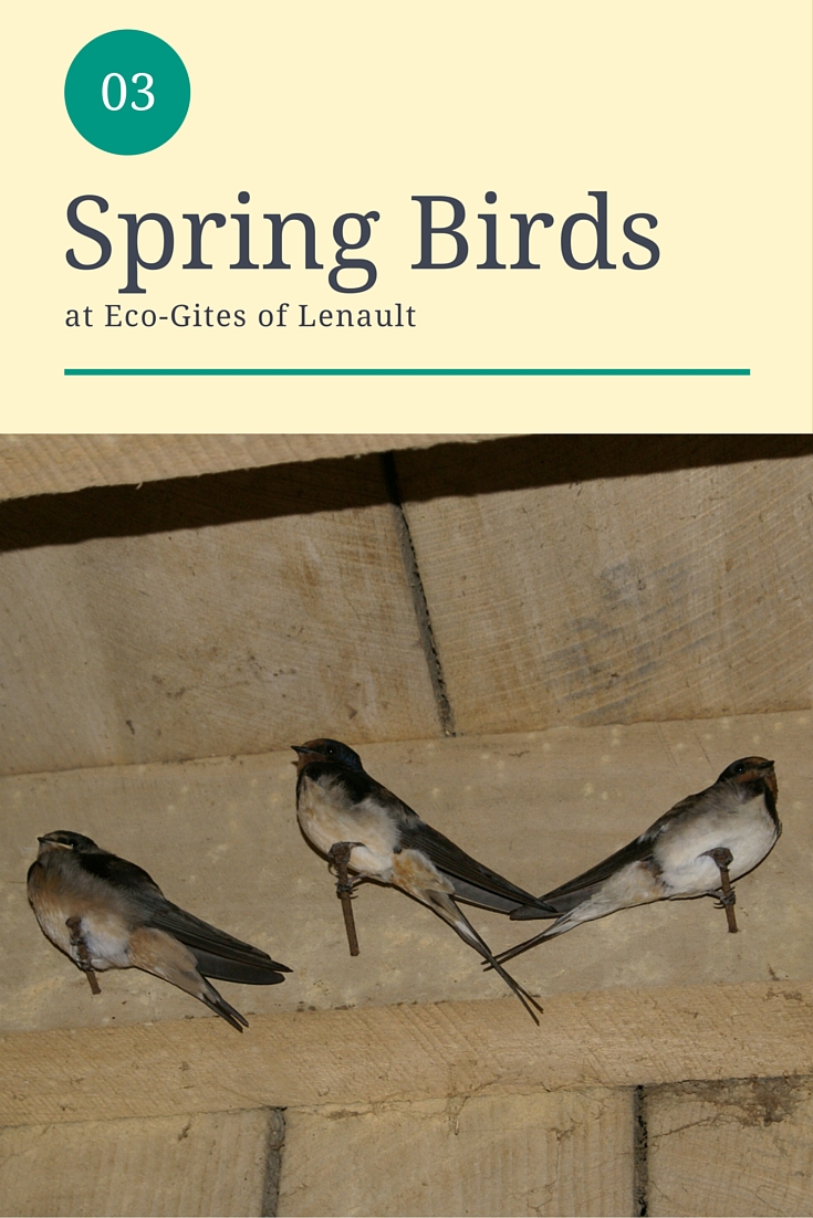 Spring birds at Eco-Gites of Lenault, Normandy